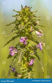 Attēlu rezultāti vaicājumam “Pedicularis palustris”