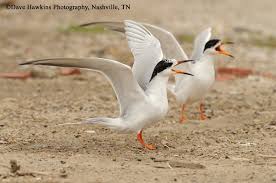 Image result for Sterna forsteri