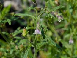 Attēlu rezultāti vaicājumam “Microrrhinum minus leaf”