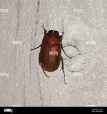 Attēlu rezultāti vaicājumam “Serica brunnea”