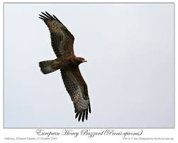 Attēlu rezultāti vaicājumam “Pernis apivorus”