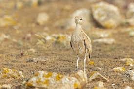 Image result for Cursorius cursor