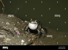 Attēlu rezultāti vaicājumam “Pseudepidalea viridis adult”