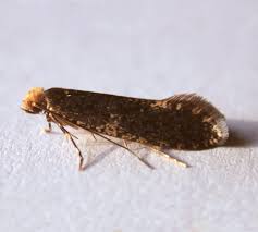 Attēlu rezultāti vaicājumam “Monopis weaverella”