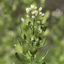 Attēlu rezultāti vaicājumam “Thlaspi arvense”