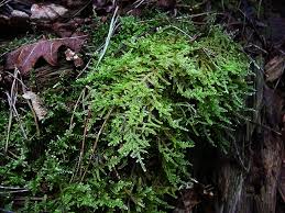 Attēlu rezultāti vaicājumam “Thuidium tamariscinum”