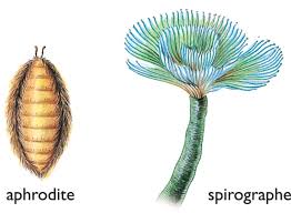 Attēlu rezultāti vaicājumam “Annelides”