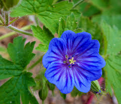 Attēlu rezultāti vaicājumam “xComagaria rosea  flower”