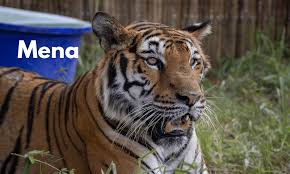 Image result for BERKSHIRE TIGERS THAI