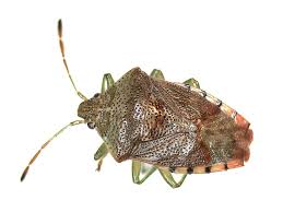 Attēlu rezultāti vaicājumam “Elasmucha grisea”