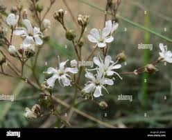 Attēlu rezultāti vaicājumam “Gypsophila fastigiata bud”