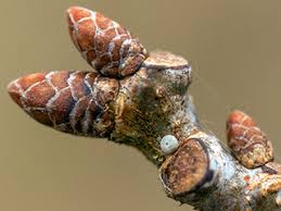 Attēlu rezultāti vaicājumam “Favonius quercus underside”
