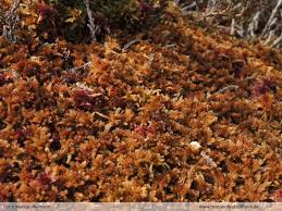 Attēlu rezultāti vaicājumam “Sphagnum fuscum”