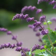 Attēlu rezultāti vaicājumam “Salvia verticillata”