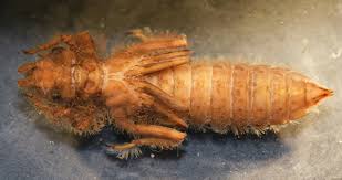 Attēlu rezultāti vaicājumam “Gomphidae”