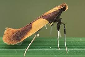 Attēlu rezultāti vaicājumam “Caloptilia alchimiella”