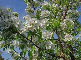 Attēlu rezultāti vaicājumam “Pyrus pyraster”