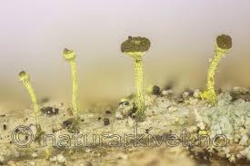 Attēlu rezultāti vaicājumam “Chaenotheca laevigata”