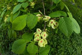 Attēlu rezultāti vaicājumam “Ulmus glabra fruit”