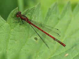 Attēlu rezultāti vaicājumam “Pyrrhosoma nymphula”