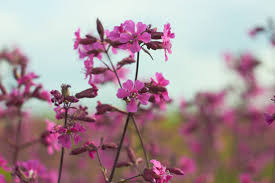 Attēlu rezultāti vaicājumam “Silene viscaria flower”