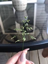 Attēlu rezultāti vaicājumam “Poa compressa leaf”