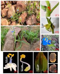Attēlu rezultāti vaicājumam “Commelinaceae”