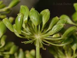 Attēlu rezultāti vaicājumam “Peucedanum oreoselinum”