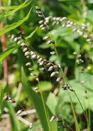 Attēlu rezultāti vaicājumam “Melica nutans”
