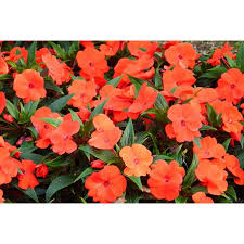 Image result for Impatiens walleriana