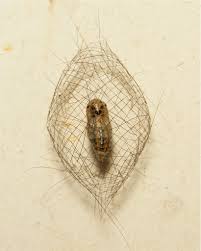 Attēlu rezultāti vaicājumam “Phylloneta cocoon”