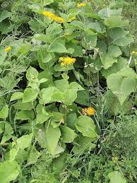 Attēlu rezultāti vaicājumam “Telekia speciosa leaf”