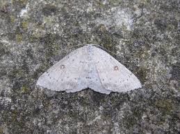 Attēlu rezultāti vaicājumam “Cyclophora albipunctata”