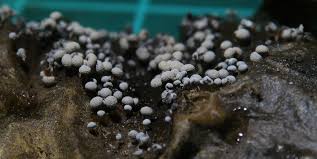 Attēlu rezultāti vaicājumam “Physarum bryocorticola”