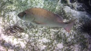 Image result for Lutjanus jocu