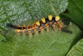 Attēlu rezultāti vaicājumam “Orgyia antiqua”