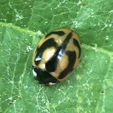 Attēlu rezultāti vaicājumam “Coccinella hieroglyphica”