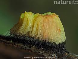 Attēlu rezultāti vaicājumam “Stemonitis sp.”