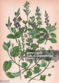 Attēlu rezultāti vaicājumam “Veronica officinalis leaf”