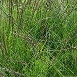 Attēlu rezultāti vaicājumam “Nardus stricta fruit”