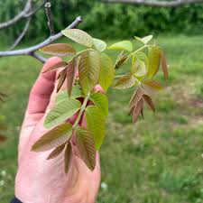 Attēlu rezultāti vaicājumam “Juglans regia leaf”