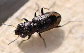 Attēlu rezultāti vaicājumam “Notiophilus germinyi”