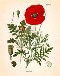 Image result for Papaver rhoeas