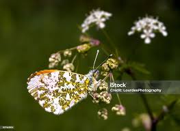 Attēlu rezultāti vaicājumam “Anthocharis cardamines male”