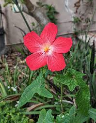 Image result for Abelmoschus moschatus