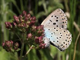 Attēlu rezultāti vaicājumam “Phengaris arion upperside”