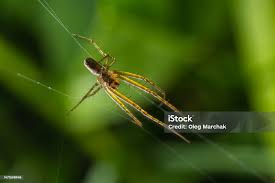 Attēlu rezultāti vaicājumam “Tetragnatha extensa”