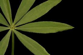 Attēlu rezultāti vaicājumam “Galium schultesii leaf”