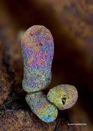 Attēlu rezultāti vaicājumam “Diachea sp.”