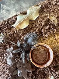 Znalezione obrazy dla zapytania Grammostola grossa